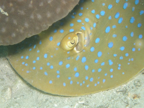 Blue spotted ribbontail ray
