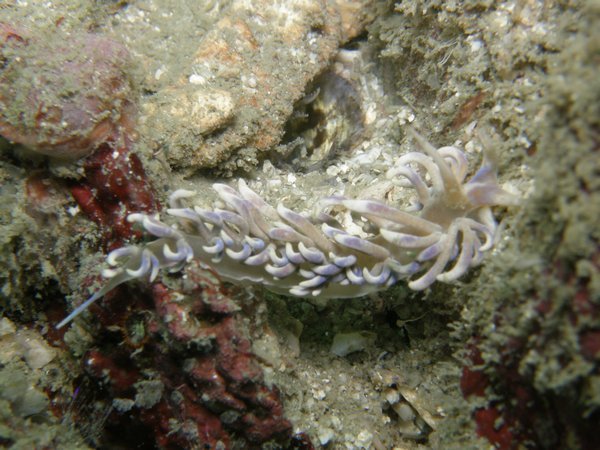 Flabelina  sp. nudibranch