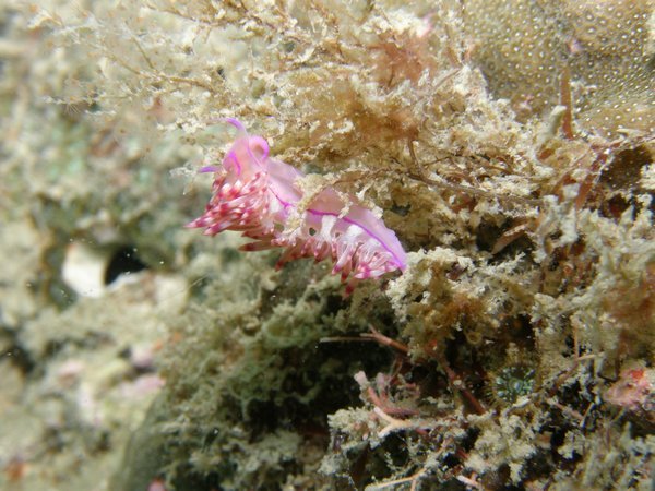 Flabellina Sp. Nudibranch