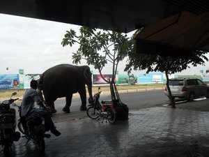 Random Elephant on the road
