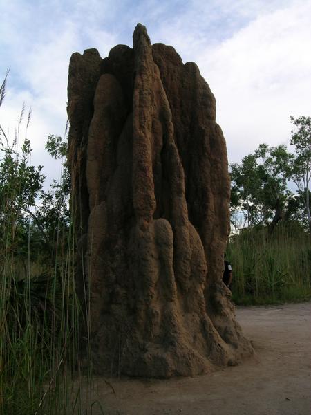 Monstrous termite mounds, Litchfield