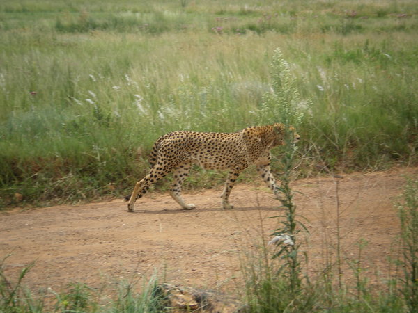 Cheetah out on a morning stroll