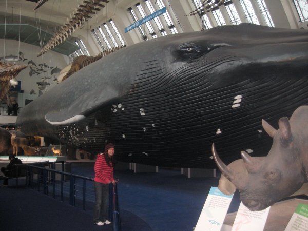 Huge Whale!!!! oh and a blue whale in the background