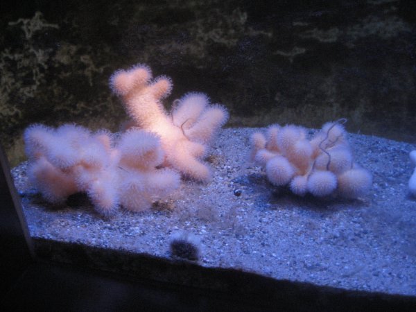 More rave coral