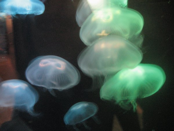 Same creepy jellyfish