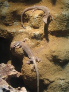 More lizards