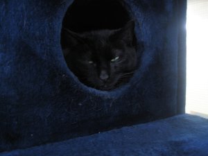 Black cat from Poezenboot