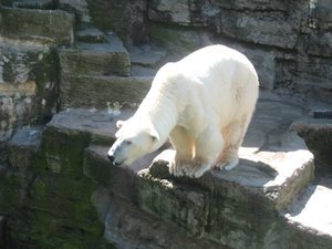 polar bear mummy