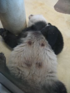 passed out parent panda hahaha