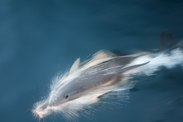 Dolphin Breath