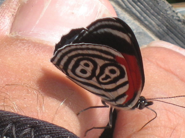 A Butterfly That Landed On My Toe