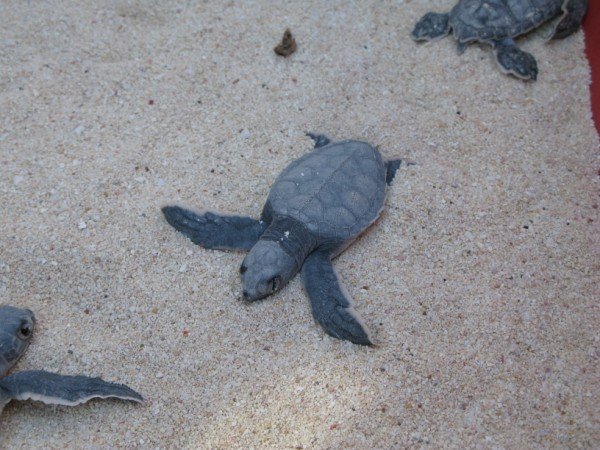 We were in Cozumel for the turtle hatching season