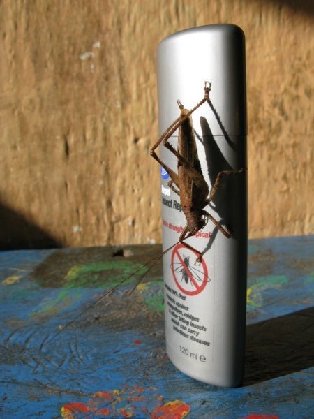 Whats this on our insect repellant?