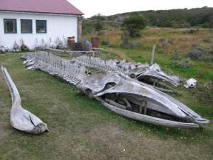 Large whale skeleton