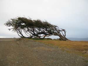 More of those wind blown trees