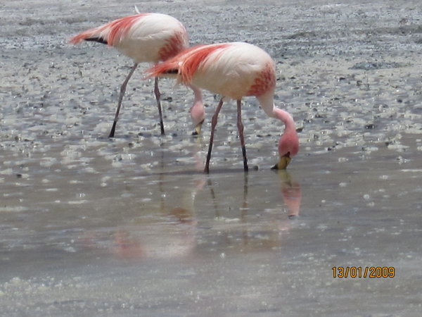 Flamingoene i Laguna Canapa