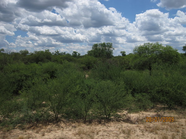 Tørr, lav regnskog i Chaco nord