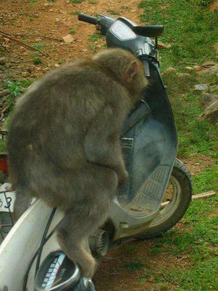 Biker Monkey