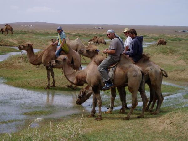 Camel Treking - Khongorin Els