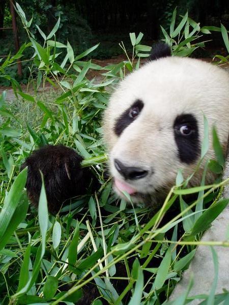 Panda Sanctuary