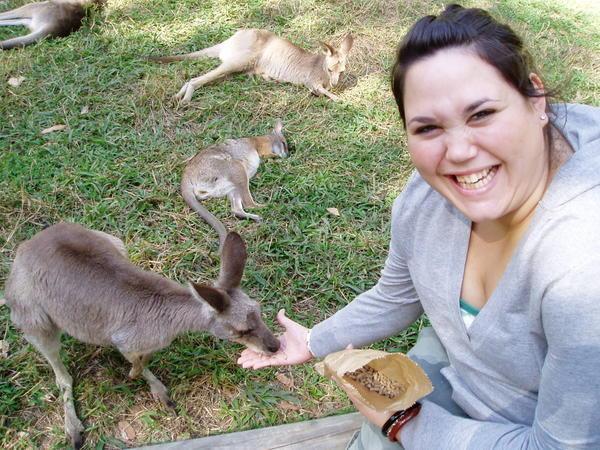Wallaby feeding, Australia Zoo