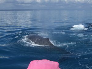 Whale Watching 027