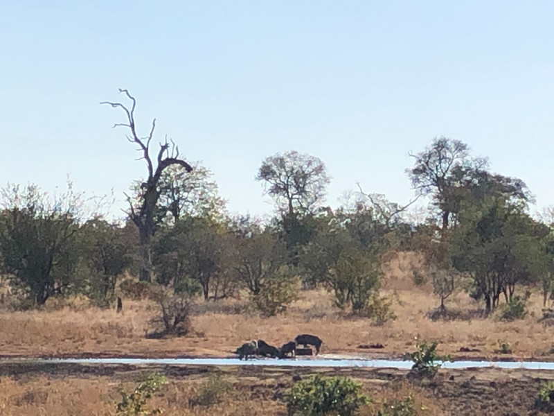 Warthogs at the water holr