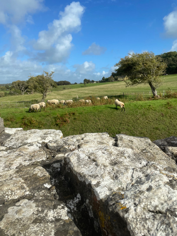 Sheep at Ogmore .