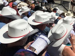 A sea of white cowboy hats at the Stampede