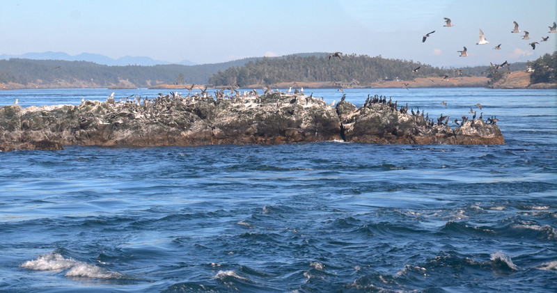 Harbor Seals on the way to Seattle