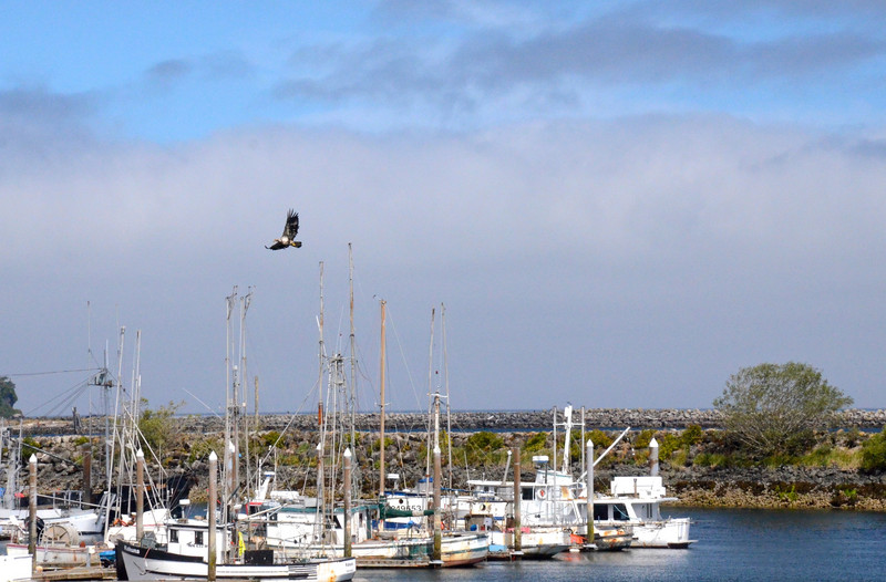Eagles soar at Clallam Bay