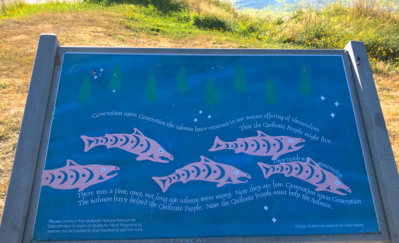 The Quileute Indian tribute to salmon