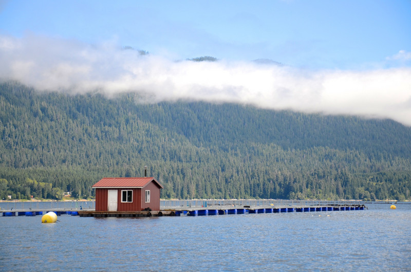 Fishing weirs on Lake Quinault