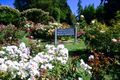 International Rose Test Gardens, Portland