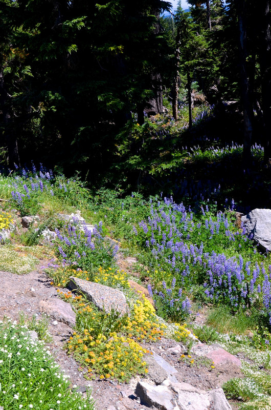 Alpine flowers on Mount Hood