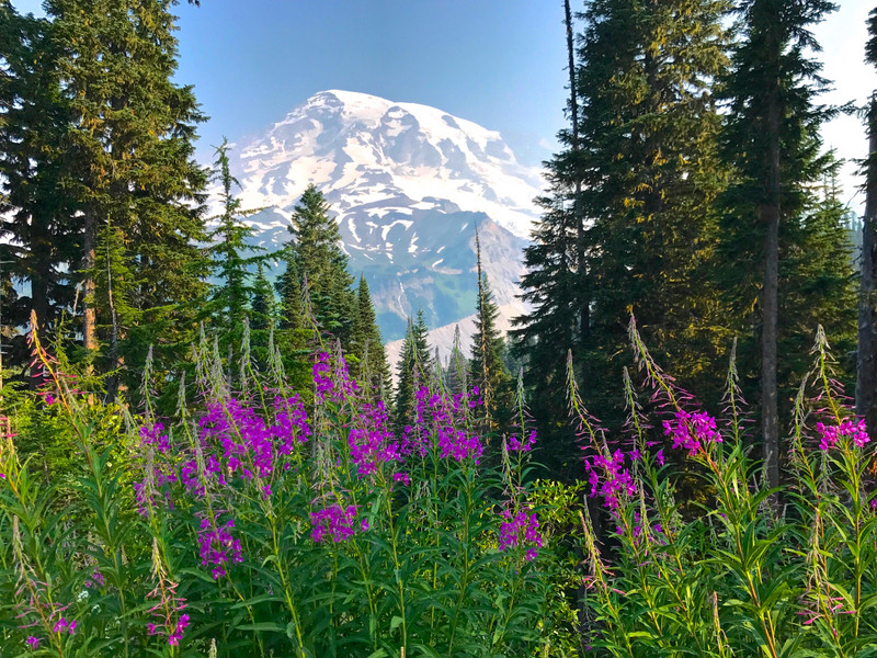 Fireweed wildflowers enhance the view of Mt Rainier