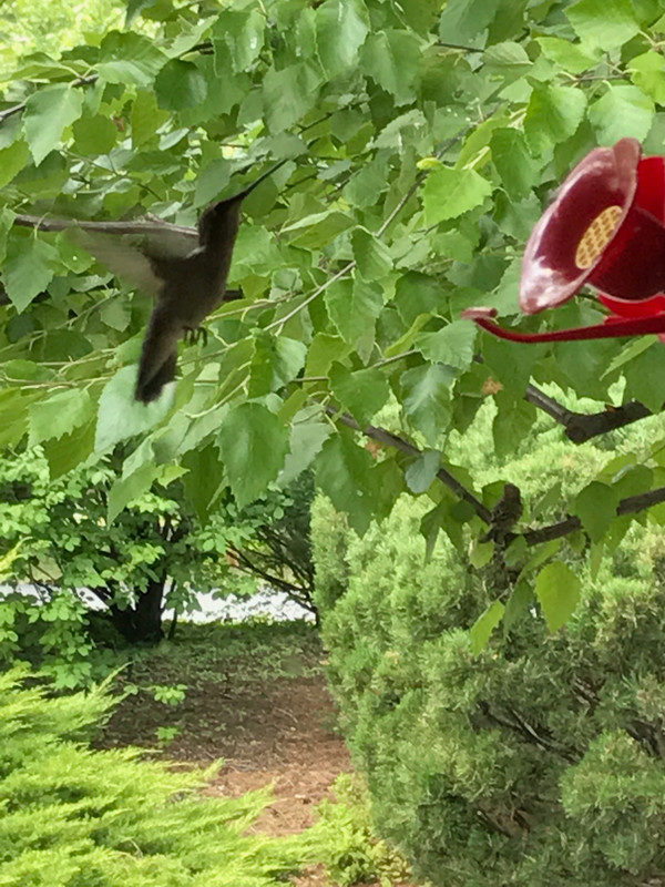 Hummingbird feeder frenzy