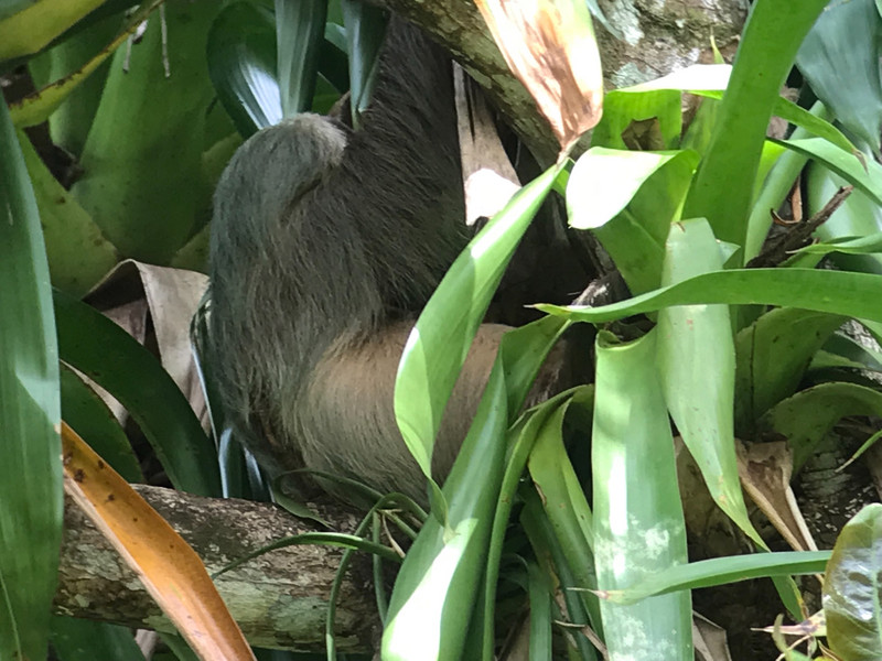 The sleepy Two Toed Sloth