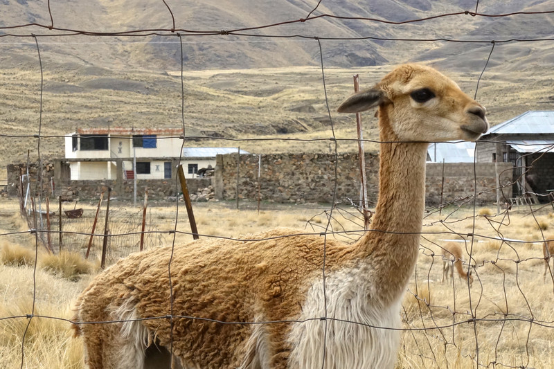 The Vicuna Llama of Peru