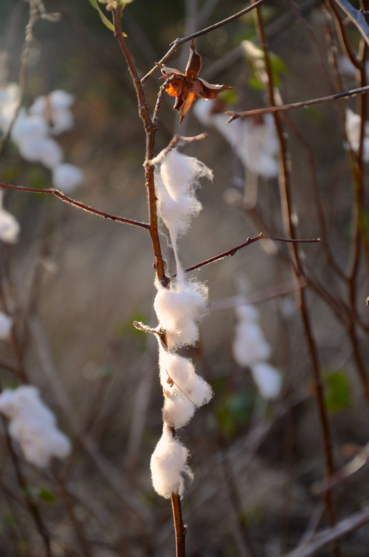 Remnants of cotton are still found growing in the desert