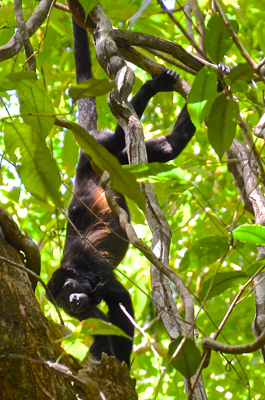 Howler monkey in San Lorenzo National Park
