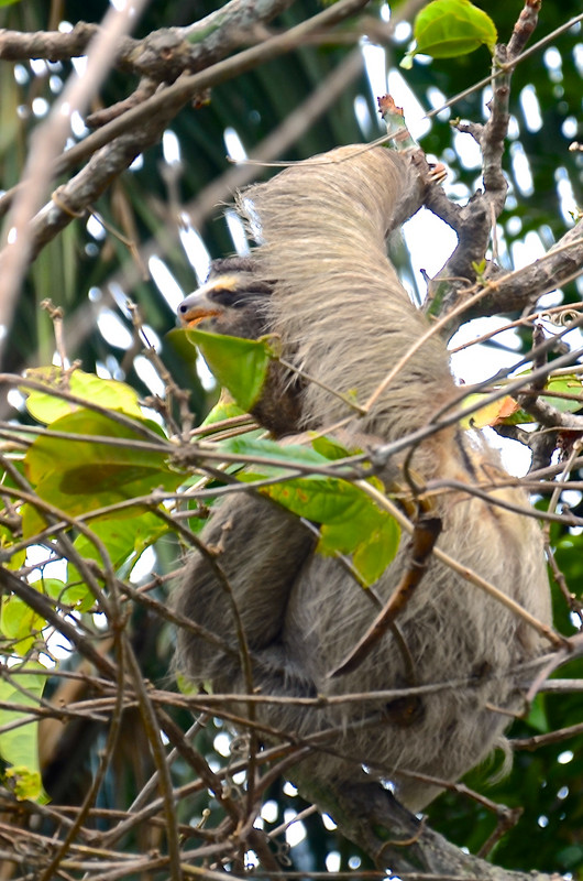 Hairy sloth