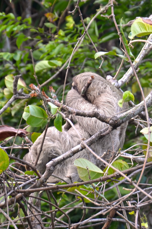 Sloth naptime