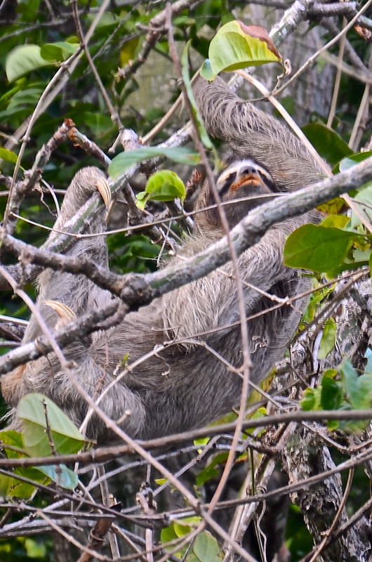 You can really see this sloth's "three toes"