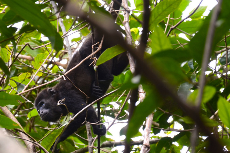 The Howler Monkey's face is almost human