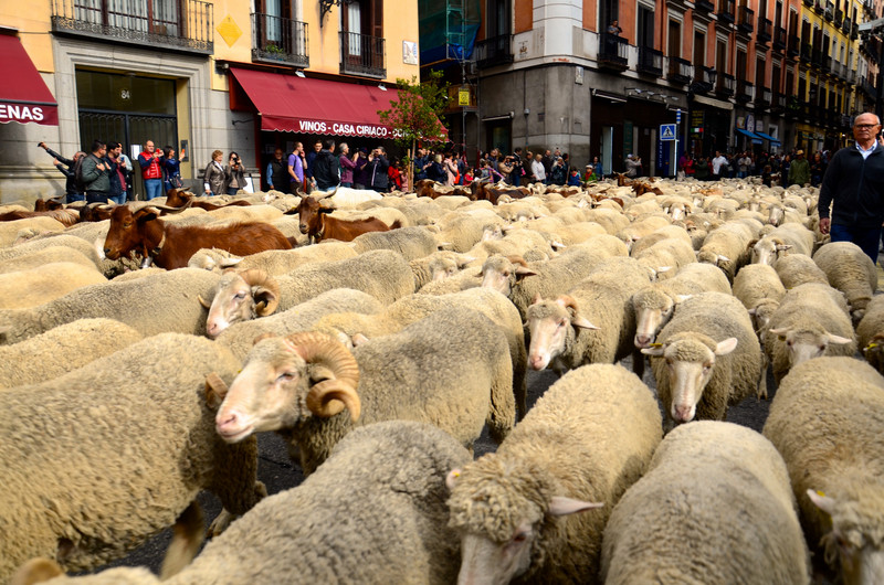 The sheep running in Calle Mayor 