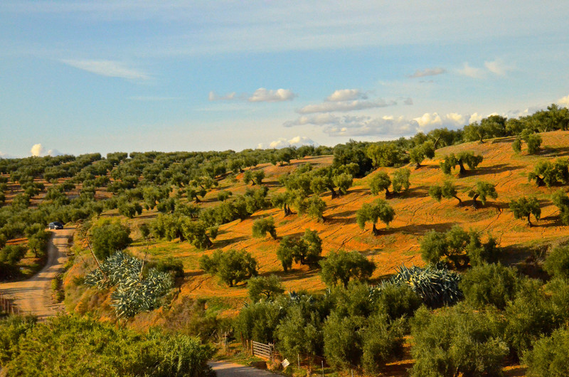 Hillsides of olive trees