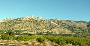 Olive grove near Lorca, Spain, province of Murcia 