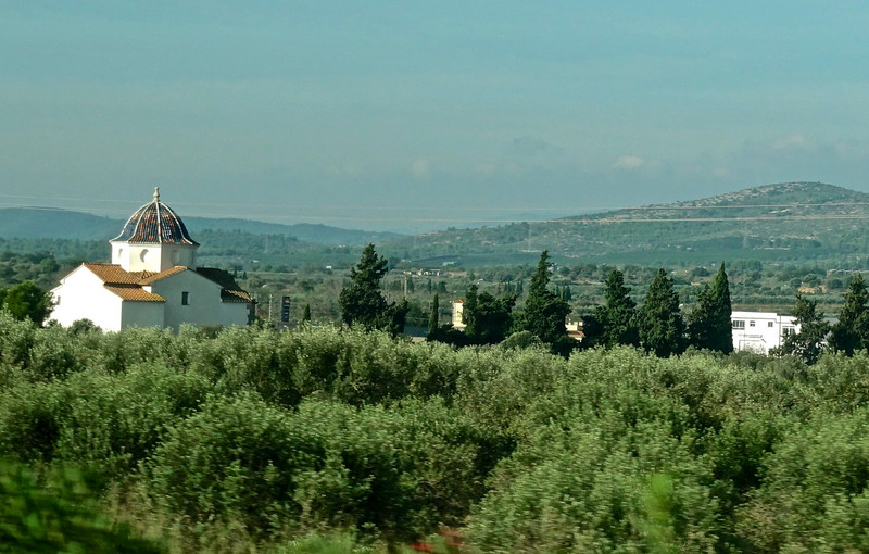 Olive orchards viewed from the bus
