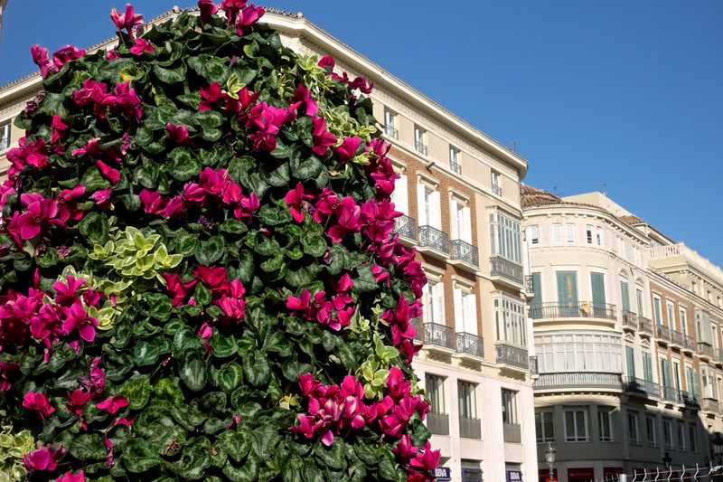 Malaga bedecked in flowers 